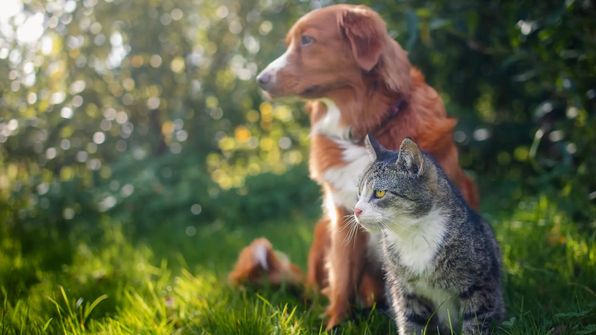 Hond en kat samen in de natuur